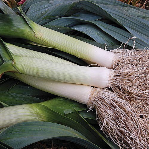 Leek, Prizetaker