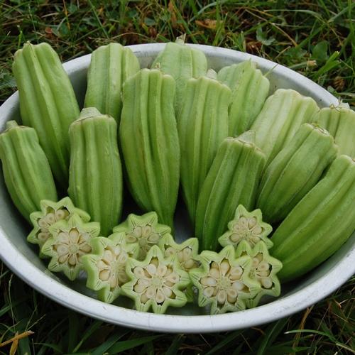 Star of David Okra