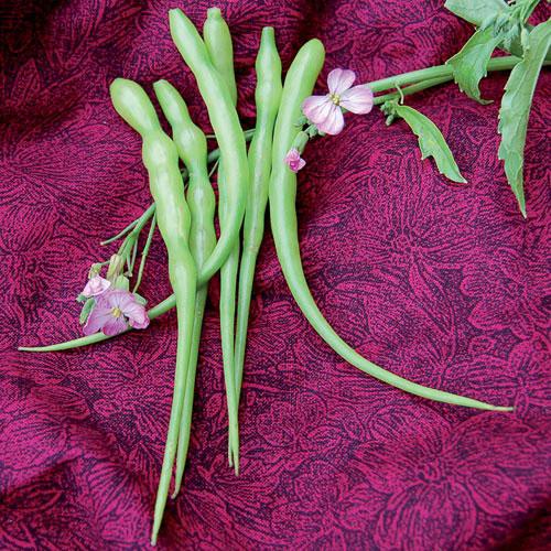 Radish, Rat-Tailed