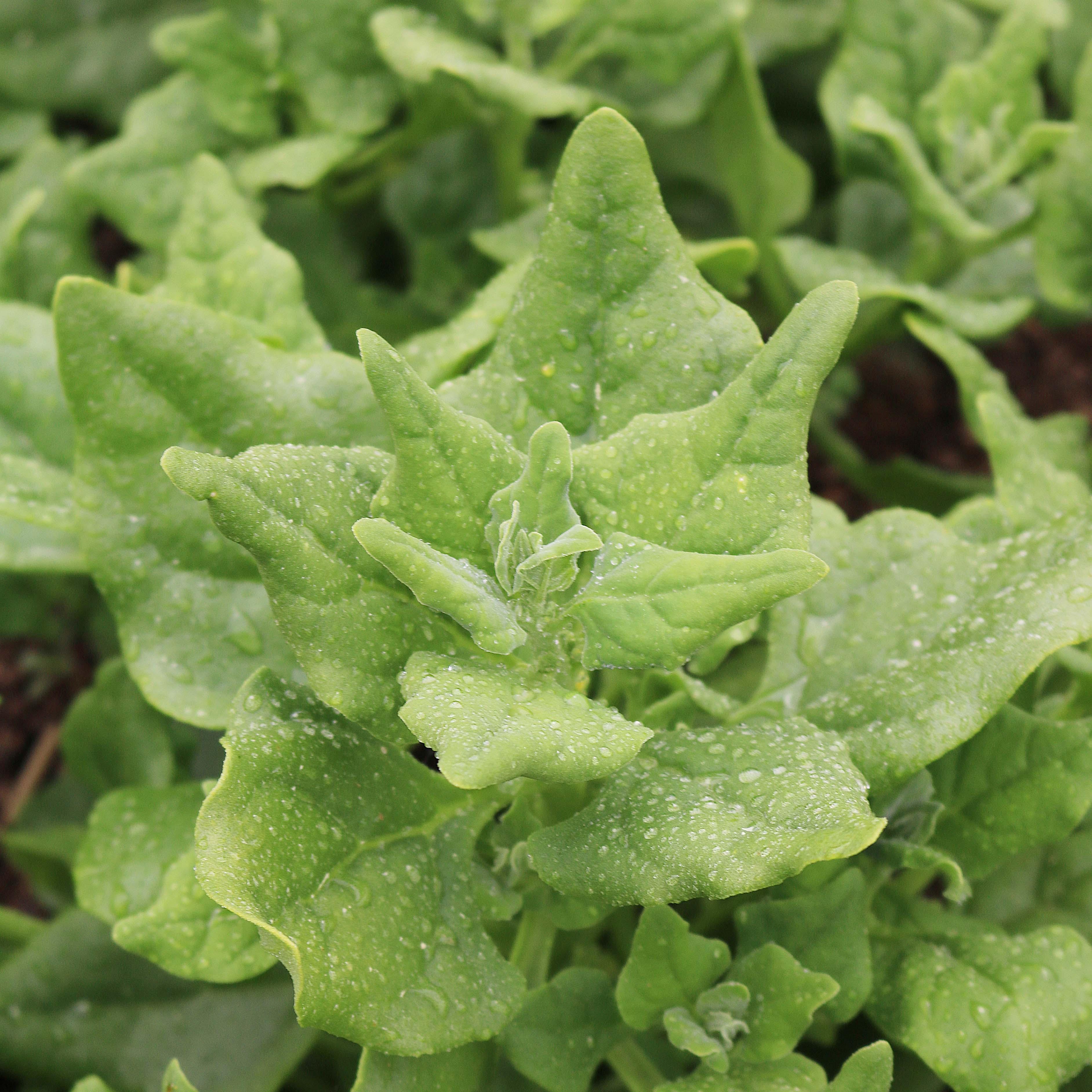 New Zealand Spinach