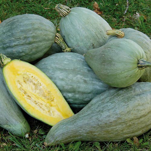 Squash, Sibley