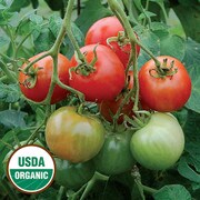 Tomato, Stupice