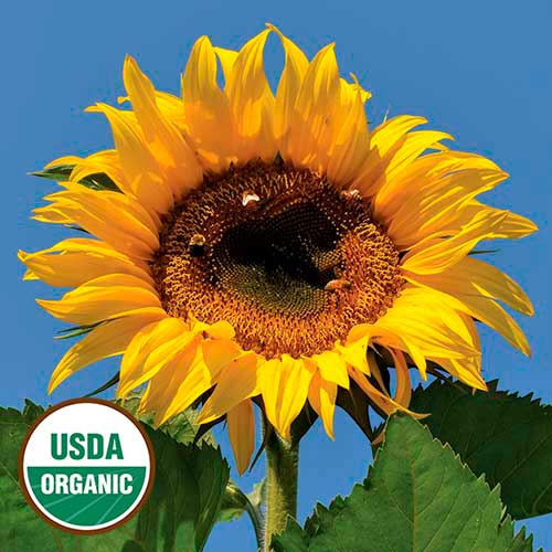 Tarahumara White Seeded Sunflower