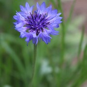 Flower, Blue Boy Bachelor's Buttons