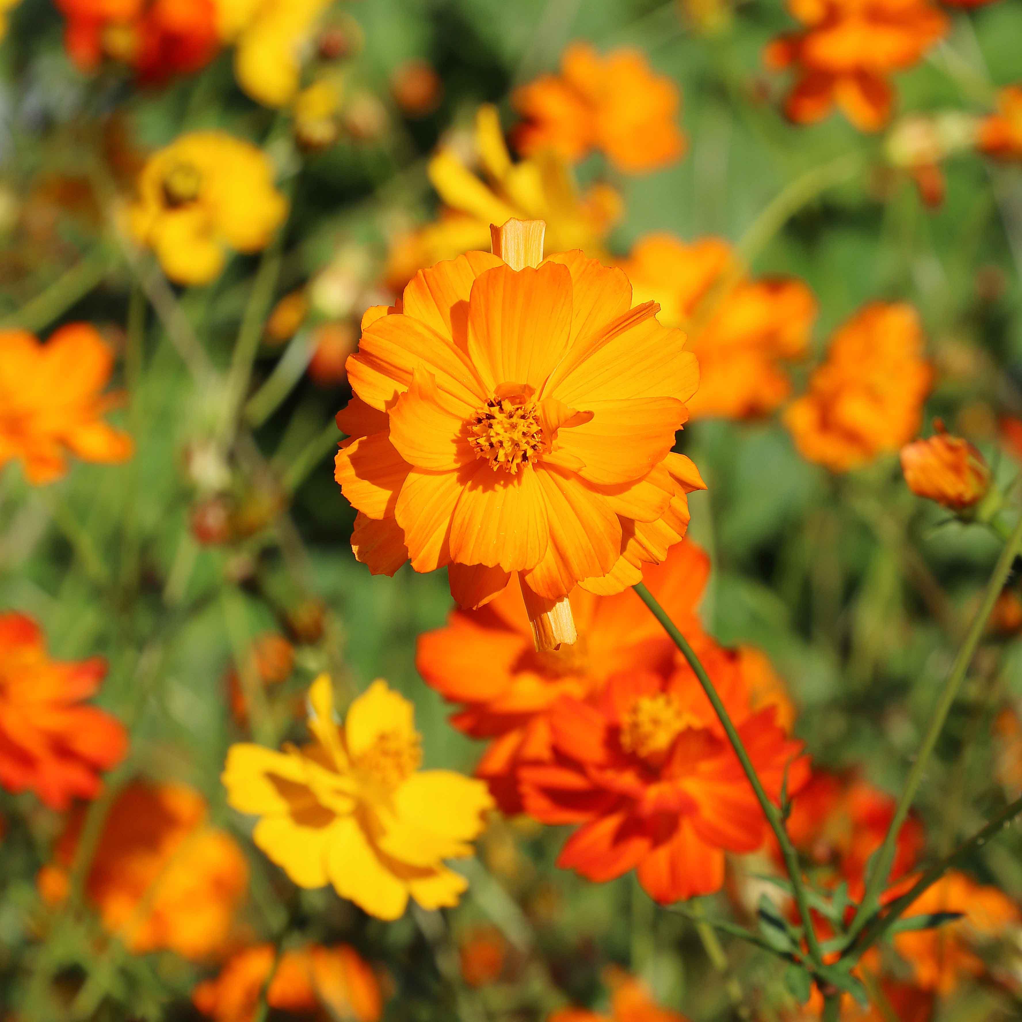 Flower, Diablo Cosmos