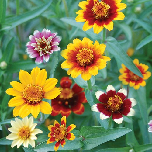 Flower, Persian Carpets Zinnia