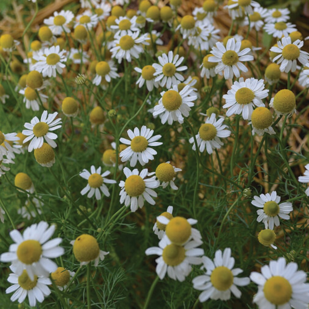 German Chamomile