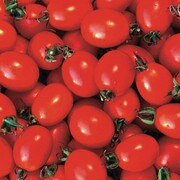 Principe Borghese Tomato