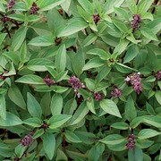 Herb, Thai Basil