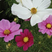 Flower, Sensation Cosmos Mixture