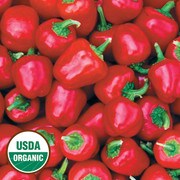 Pile of red bell peppers