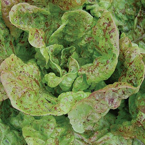 Lettuce, Bunte Forellenschluss