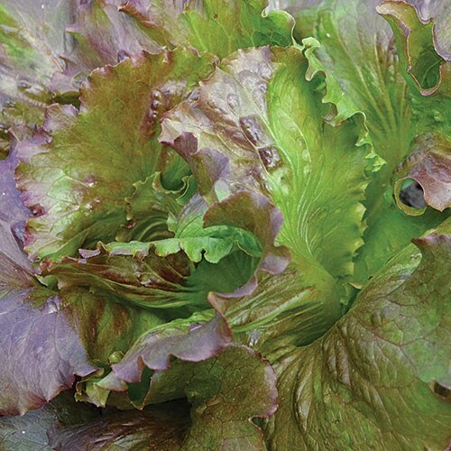 Lettuce, Red Iceberg