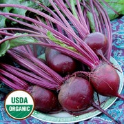 Beet, Detroit Dark Red