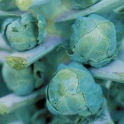 Brussels Sprouts, Long Island