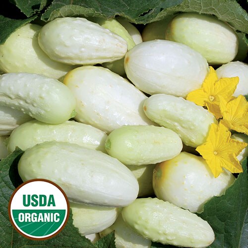 Cucumber, Miniature White