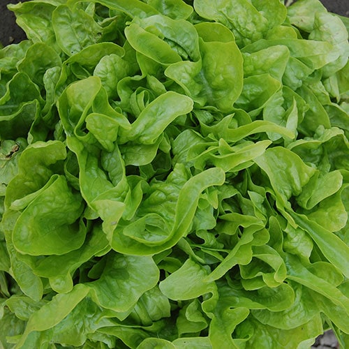 Lettuce, Baby Oakleaf