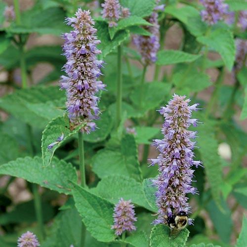 Lavender Hyssop