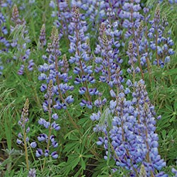 Prairie, Lupine