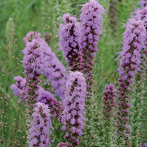 Prairie, Prairie Blazingstar