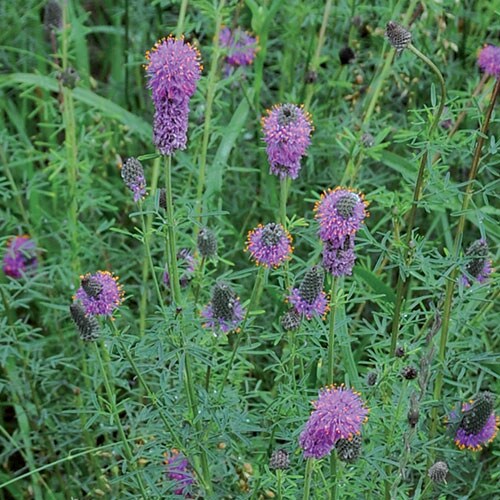 Prairie, Purple Prairie Clover