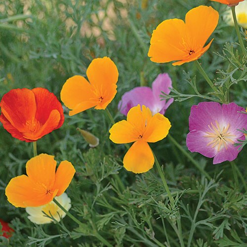 Flower, California Poppy Mix