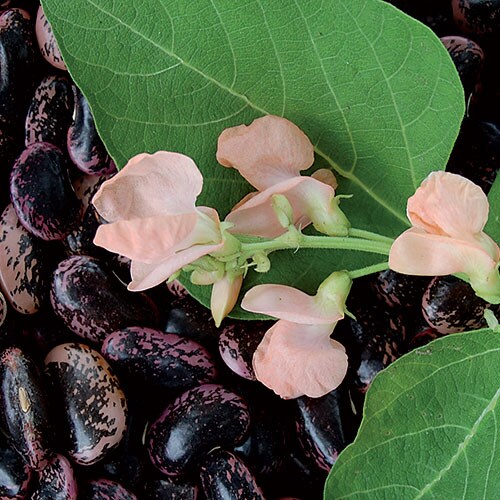 Runner Bean, Sunset