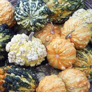 Warted gourd mixture
