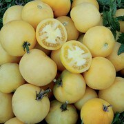 Tomato, Wapsipinicon