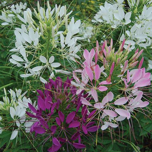 Flower, Spider Flower Mix