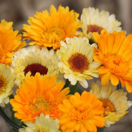 Flower, Calendula Mixture