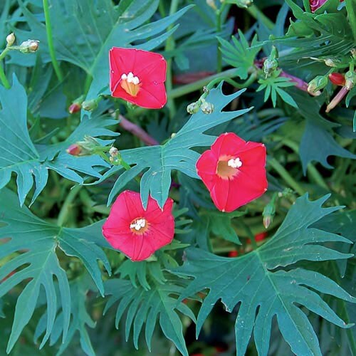 Flower, Cardinal Climber