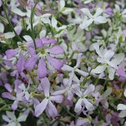 Flower, Night Scented Stock