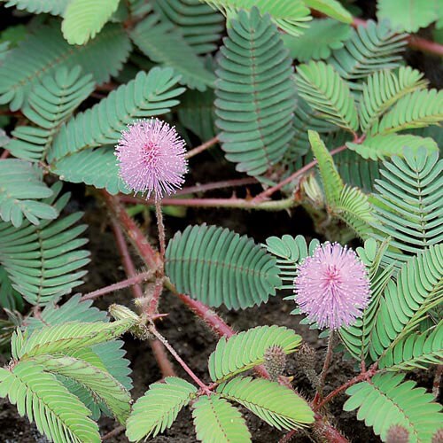 Flower, Sensitive Plant