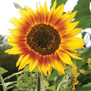 Sunflower, Ring of Fire