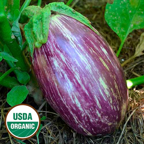 Eggplant, Listada de Gandia