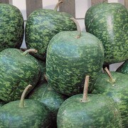 Pile of dark and light green gourds