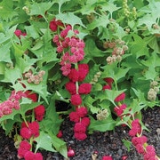 Image of 'Strawberry' spinach showing bright red, berry-like seed heads clustered along leafy green stems with jagged-edged leaves, growing in dark soil.