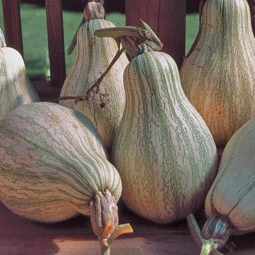 Tennessee Sweet Potato Squash