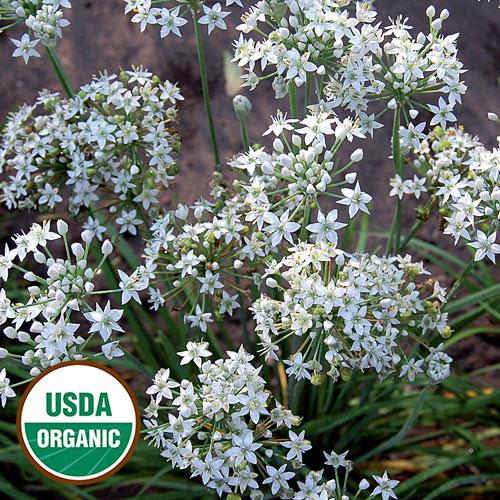 Herb, Garlic Chives