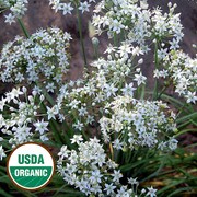 Herb, Garlic Chives