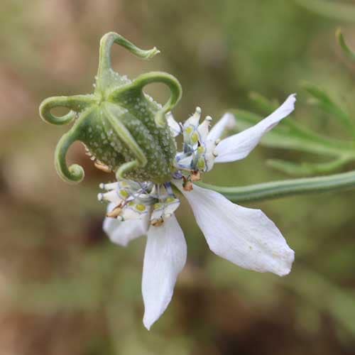 Herb, Black Cumin