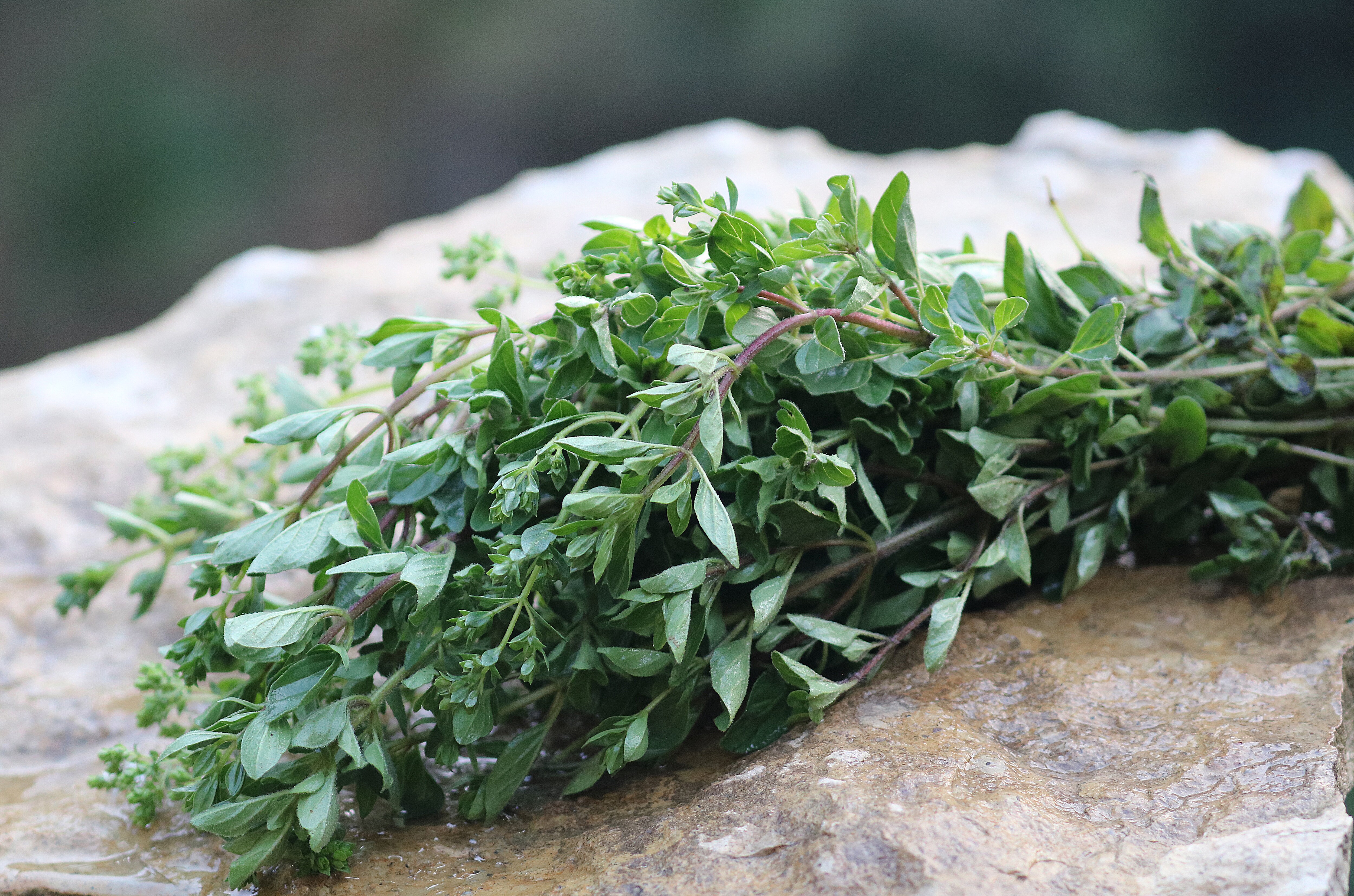A bunch of 'Greek' oregano with light green leaves and reddish brown stems laying on a stone.