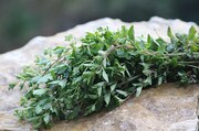 A bunch of 'Greek' oregano with light green leaves and reddish brown stems laying on a stone.