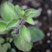 Greek Oregano