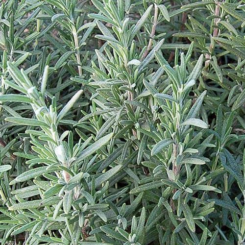 Herb, Rosemary