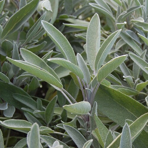 Herb, Sage Green Culinary