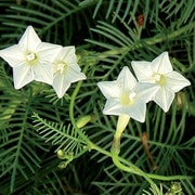 Flower, White Cypress Vine