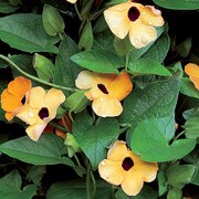 Flower, Black-Eyed Susan Vine