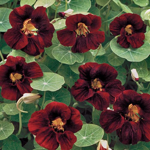 Flower, Black Velvet Nasturtium